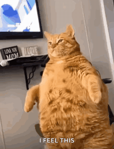 Fat Cat Standing Saying I Feel This GIF
