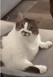 Fat Cat You Serious Clark GIF