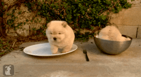 Fat Chow Inside The Bowl GIF