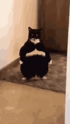 Fat Cute Cats Standing GIF