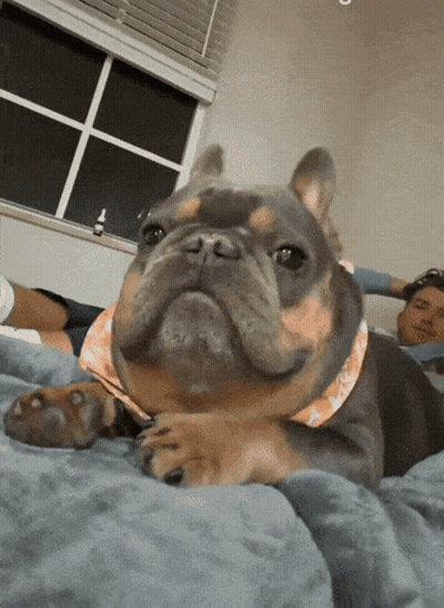 Fat Dog Almost Had A Thought GIF