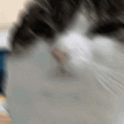 Fat Face Beluga Cat GIF