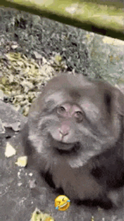 Fat Fat Monkey GIF