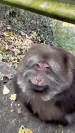 Fat Fat Monkey GIF