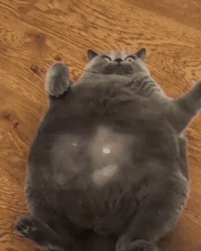 Fat Gray Cat Laying On Back Being Petted GIF