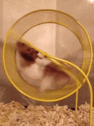 Fat Hamster On Wheel