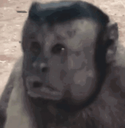 Fat Monkey Being Confused GIF