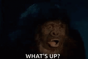 Fat Monkey Being Shocked GIF