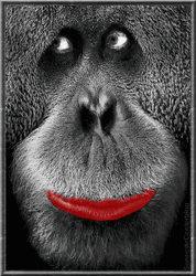 Fat Monkey Big Red Lips GIF
