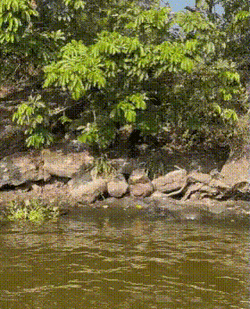 Fat Monkey Consuming Food All Alone GIF