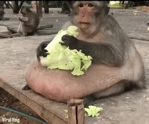 Fat Monkey Eating Cabbage GIF