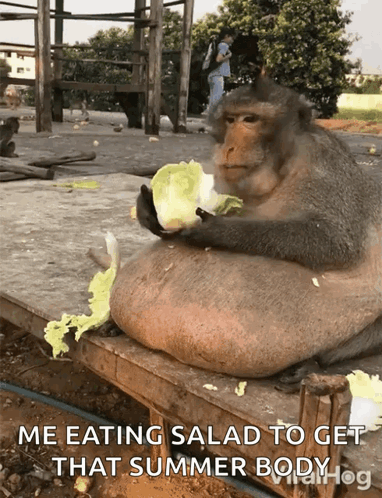 Fat Monkey Eating Salad Me Eating Salad To Get That Summer Body GIF