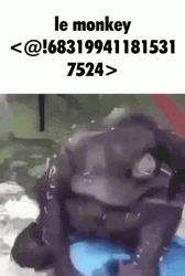 Fat Monkey Funny Fall GIF