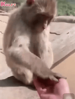 Fat Monkey Got Irritated GIF