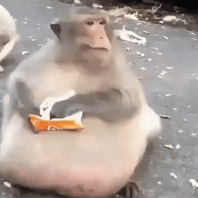 Fat Monkey Holding Bag Of Chips In Mouth GIF