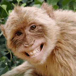 Fat Monkey In Big Smile GIF