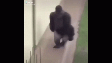 Fat Monkey Playing Around GIF