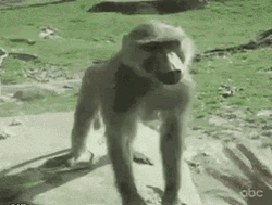 Fat Monkey Showing His Butt GIF