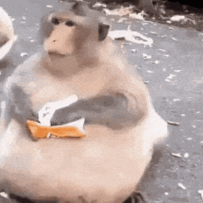 Fat Monkey Sitting Eating Bread GIF