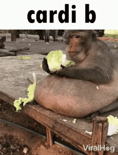 Fat Monkey Sitting On Bench Eating Lettuce GIF