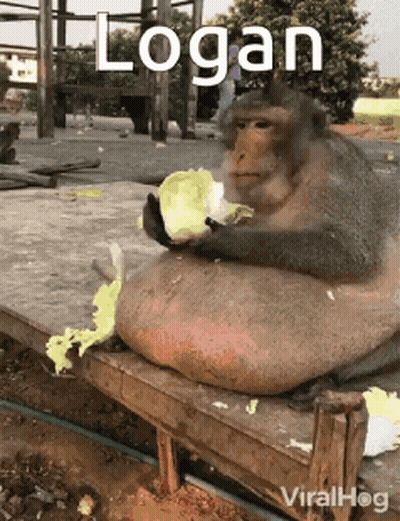 Fat Monkey Sitting On Bench Eating Lettuce GIF