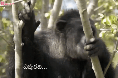 Fat Monkey Sitting On The Tree GIF