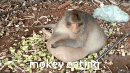 Fat Monkey With Hanging Belly GIF