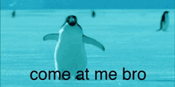 Fat Penguin Come At Me Bro GIF