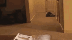 Fat Raccoon Rolling GIF