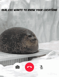 Fat Seal Wants To Know Your Location GIF