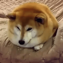 Fat Shiba Inu Exploding GIF