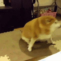 Fat Shiba Inu Spinning GIF