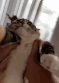 Fat Spinning Cat Scared GIF