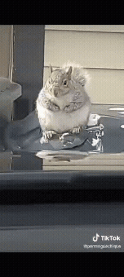 Fat Squirrel Sitting On Car Roof GIF