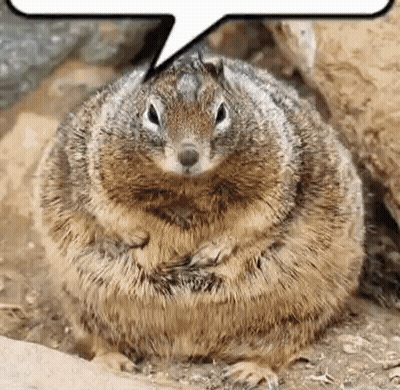 Fat Squirrel Sitting With Speech Bubble GIF