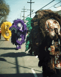 Fat Tuesday Mardi Gras Parade GIF