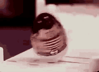 Fat Weeble Wobble GIF