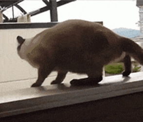 Fat White Cat Fail To  Jump GIF