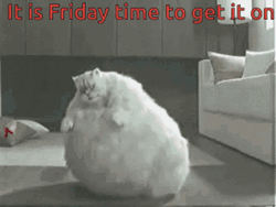 Fat White Cat It Is Friday GIF