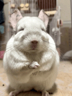 Fat White Chinchilla Go Away GIF