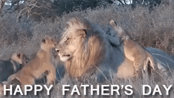 Fathers Day Lions Dad