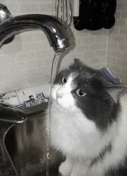 Faucet Spout Drinking Cat GIF