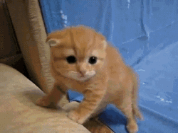 Fearful Orange Tabby Kitty GIF
