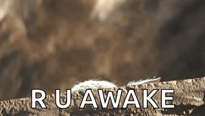 Feather Laying On Rock With Ruawake GIF