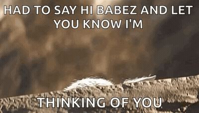 Feather On Rock Had To Say Hi Babez GIF