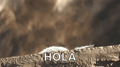 Feather On Rock Saying Hola GIF