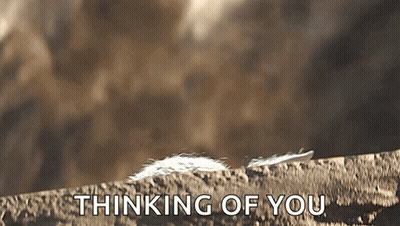 Feather On Rock Thinking Of You GIF