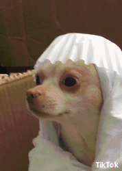 Fed Up Dog GIF