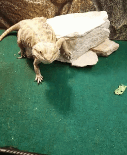 Feeding Bearded Dragon GIF