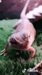 Feeding Bearded Dragon With Spider GIF